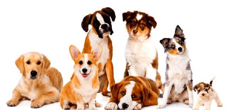 Собачья генетика и искусство селекции по определенным признакам
