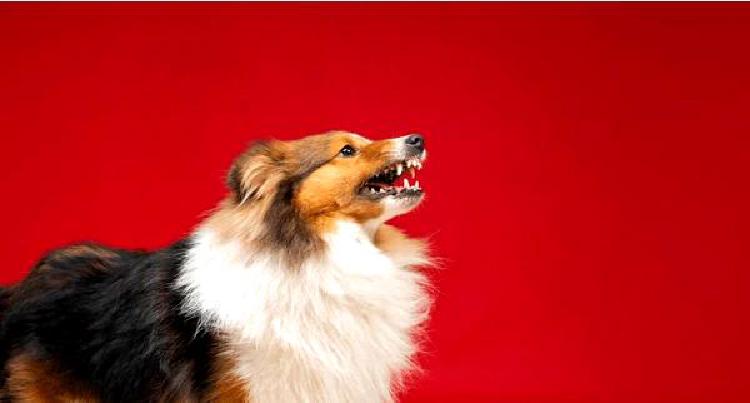 Разведение в поисках баланса: Поиск генетических компромиссов у собак