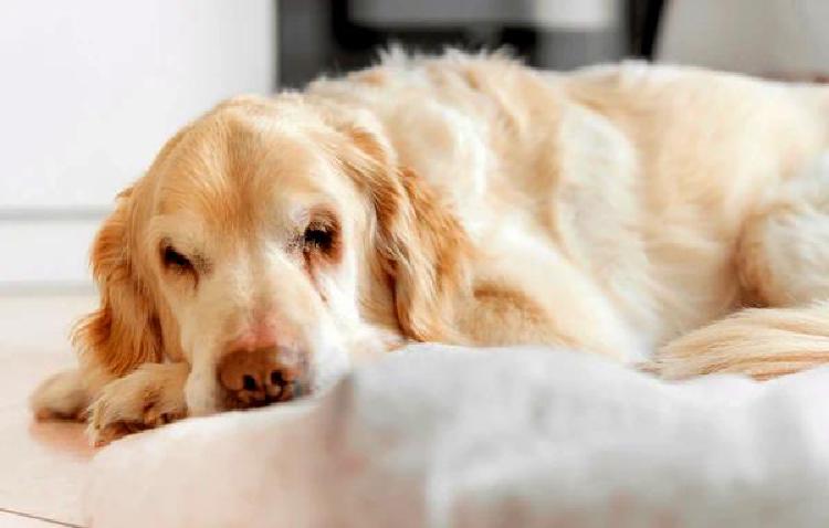 Неонатальный уход за собаками: Важные рекомендации для заводчиков