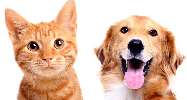 Собачье благополучие за пределами генетики: интеграция скрининга поведенческого здоровья